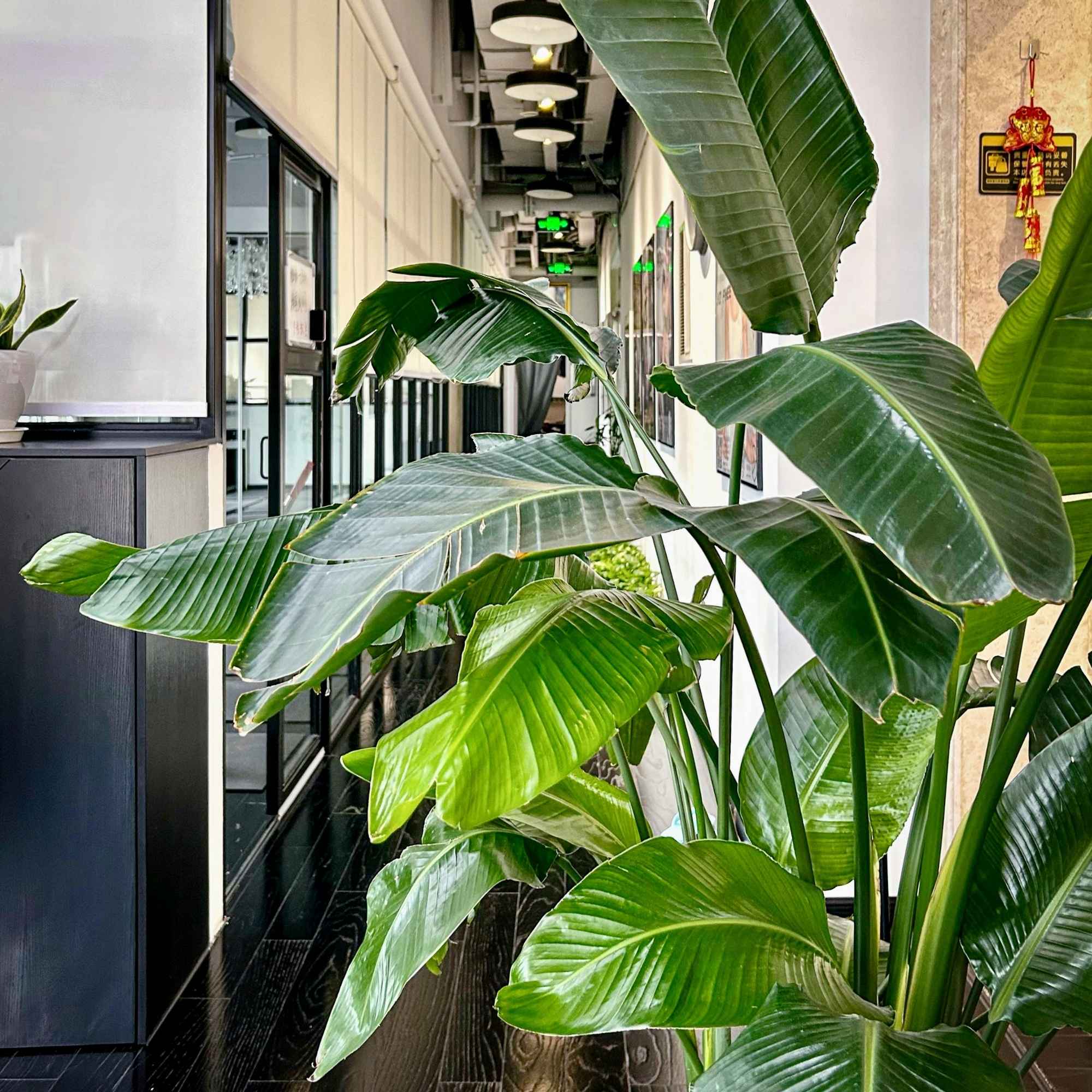 PureGrow