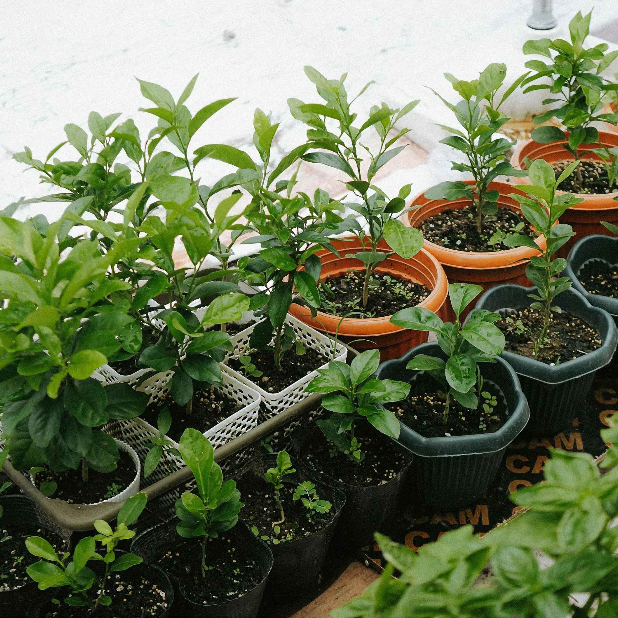 PureGrow