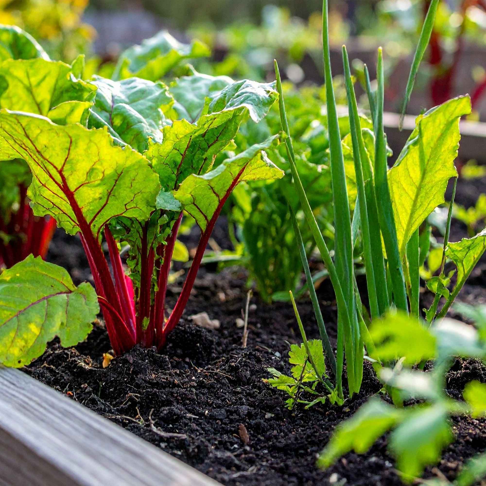 PureGrow