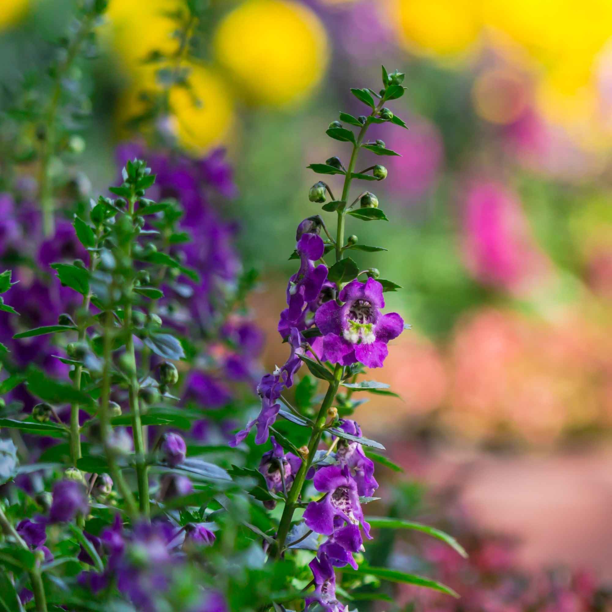 PureGrow