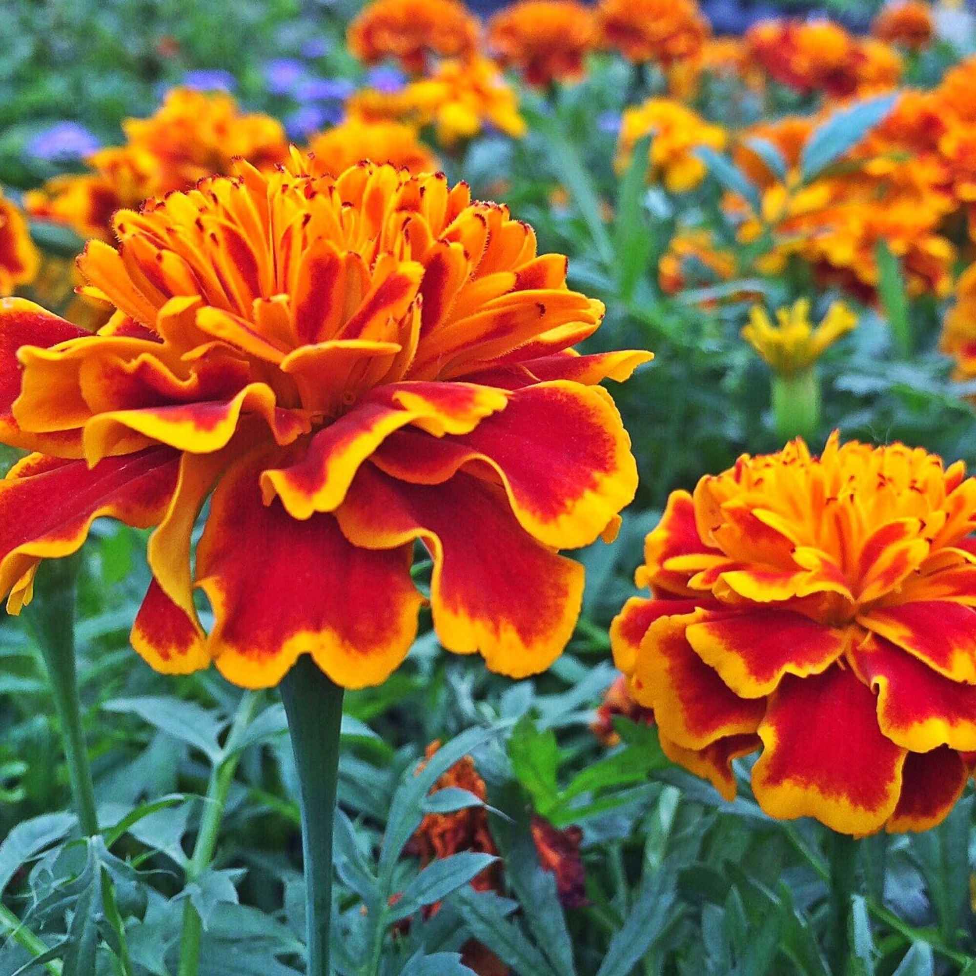 PureGrow