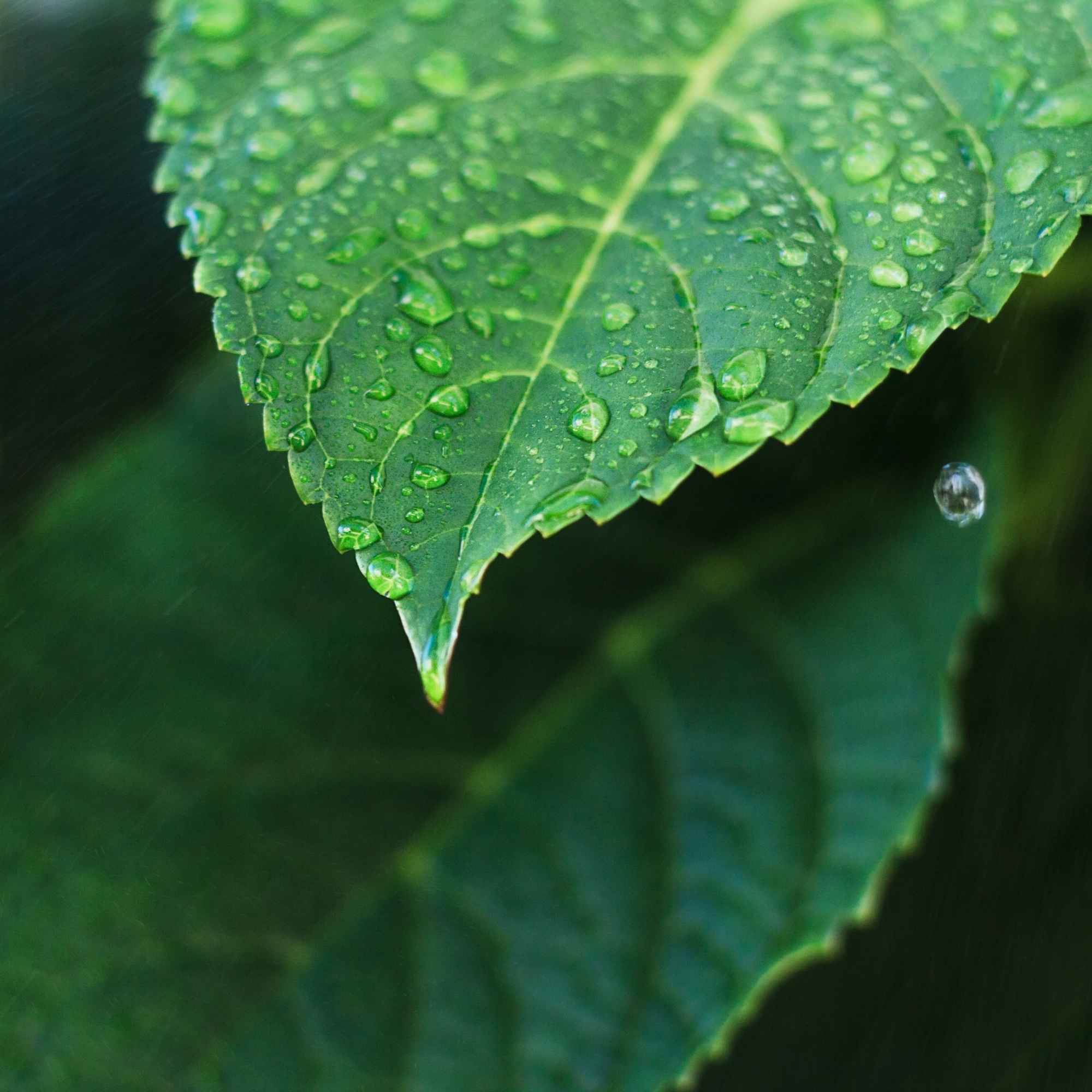 PureGrow