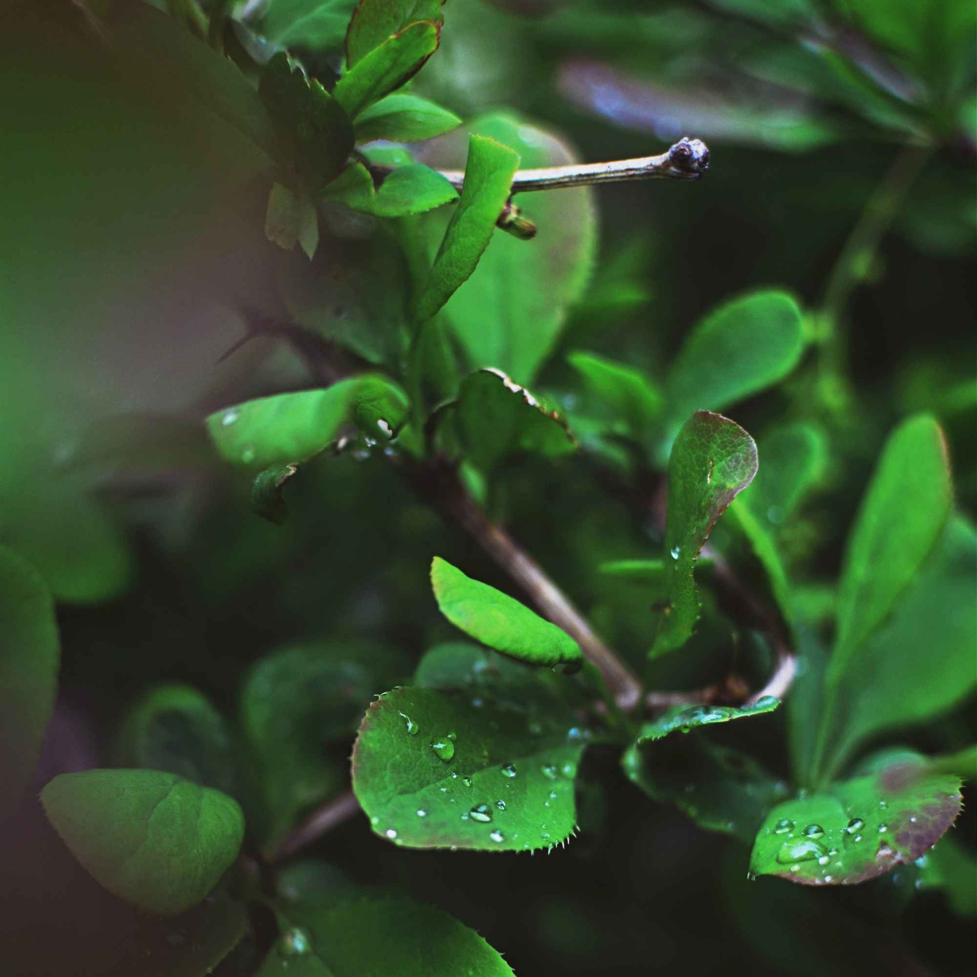 PureGrow