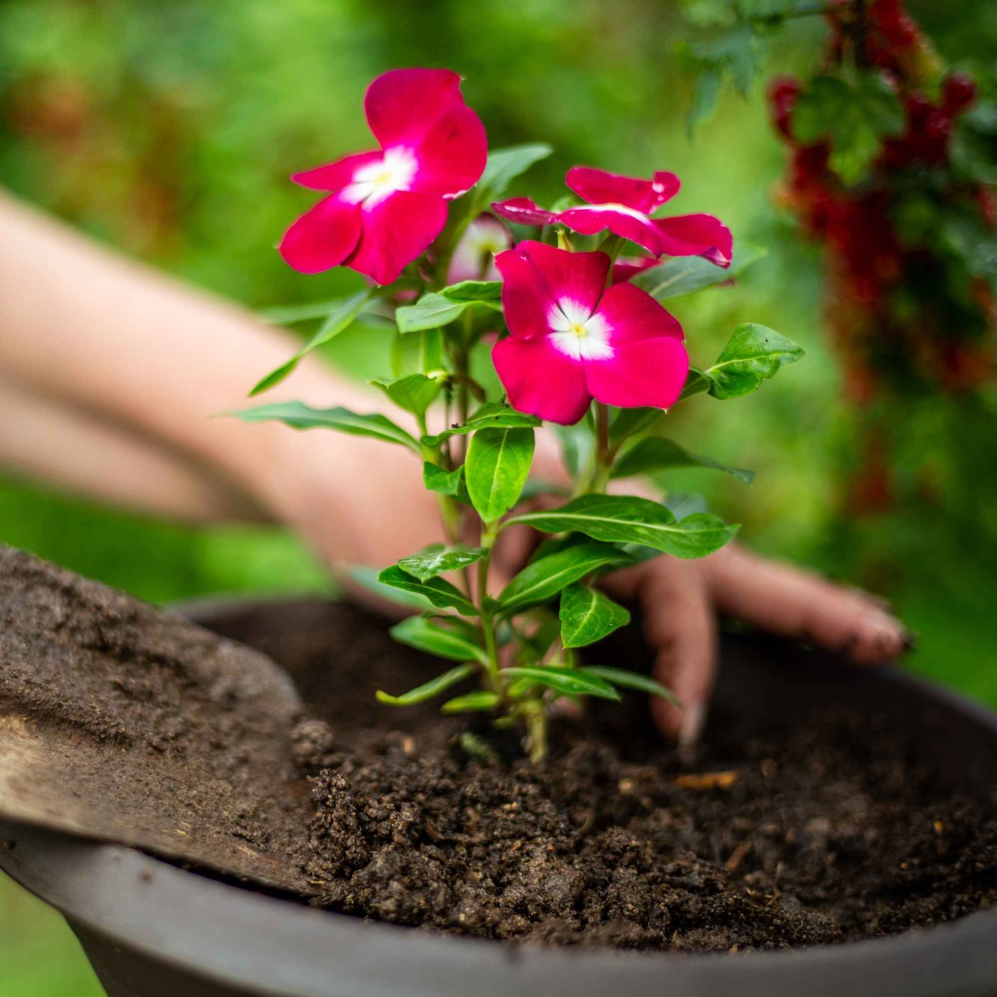PureGrow