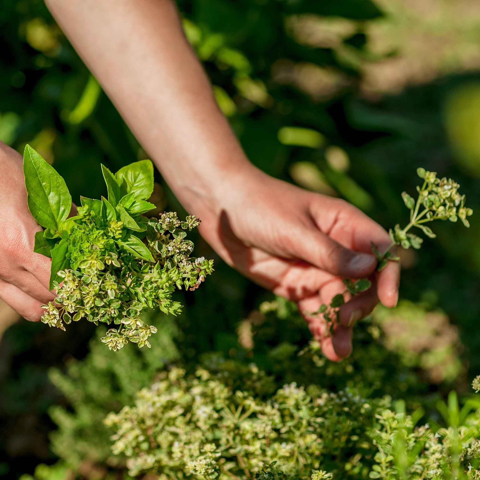 PureGrow